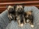 Pomeranian Puppies for sale in Ulen, MN 56585, USA. price: NA
