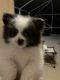 Pomeranian Puppies for sale in VLG WELLINGTN, FL 33414, USA. price: $2,000