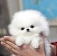 Pomeranian Puppies for sale in Dallas, TX, USA. price: $500