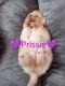 Pomeranian Puppies for sale in Memphis, TN, USA. price: $1,000