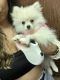 Pomeranian Puppies for sale in Davie, FL, USA. price: $4,000
