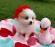 Pomeranian Puppies for sale in Hutto, TX 78634, USA. price: $3,000