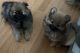 Pomeranian Puppies for sale in Bullhead City, AZ, USA. price: $1,200
