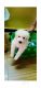 Pomeranian Puppies for sale in Marine Dr, Chowpatty, Girgaon, Mumbai, Maharashtra, India. price: 10000 INR