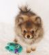 Pomeranian Puppies for sale in Eatonville, WA 98328, USA. price: NA