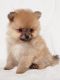 Pomeranian Puppies for sale in Eatonville, WA 98328, USA. price: $1,600