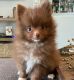 Pomeranian Puppies for sale in Las Vegas, NV, USA. price: $2,000