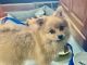 Pomeranian Puppies for sale in Summit, IL, USA. price: $1,200