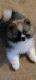 Pomeranian Puppies for sale in Bath, NY 14810, USA. price: NA