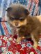 Pomeranian Puppies for sale in Taunton, MA, USA. price: NA