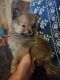 Pomeranian Puppies for sale in 4111 Gatesville Rd, Crystal Springs, MS 39059, USA. price: NA