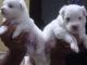 Pomeranian Puppies for sale in Bharath Nagar, BEL Layout, Phase 1, Bedarahalli, Bengaluru, Karnataka 560091, India. price: 7000 INR