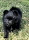 Pomeranian Puppies for sale in GLMN HOT SPGS, CA 92583, USA. price: $1,500