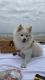 Pomeranian Puppies for sale in Calabasas, CA, USA. price: NA