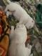 Pomeranian Puppies for sale in Sector 74, Noida, Uttar Pradesh, India. price: 9500 INR