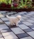 Pomeranian Puppies for sale in Kollam Bypass, Kerala, India. price: 3500 INR
