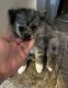 Pomeranian Puppies for sale in West Valley City, UT, USA. price: $1,200