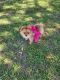 Pomeranian Puppies for sale in Denver, CO, USA. price: $210,000