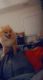 Pomeranian Puppies for sale in Union City, GA, USA. price: NA