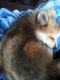 Pomeranian Puppies for sale in Pflugerville, TX, USA. price: $600