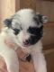 Pomeranian Puppies for sale in Colorado Springs, CO, USA. price: $1,400