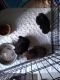 Pomeranian Puppies for sale in Ramsey, IL 62080, USA. price: NA
