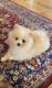 Pomeranian Puppies for sale in Bend, OR, USA. price: NA