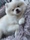 Pomeranian Puppies for sale in Woodland Hills, CA 91367, USA. price: $2,800