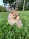 Pomeranian Puppies for sale in Townsend, MA, USA. price: NA