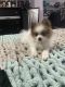 Pomeranian Puppies for sale in Newark, OH, USA. price: $3,000