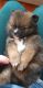 Pomeranian Puppies for sale in Lincoln, RI 02865, USA. price: $1,800