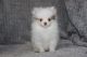 Pomeranian Puppies for sale in Houston, TX, USA. price: $650