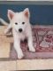 Pomeranian Puppies for sale in Mannarkad-I, Kerala, India. price: 4000 INR