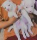 Pomeranian Puppies for sale in RT Nagar, Bengaluru, Karnataka 560032, India. price: 16000 INR