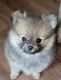 Pomeranian Puppies for sale in Granite City, IL, USA. price: $900
