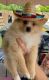 Pomeranian Puppies for sale in Hutto, TX 78634, USA. price: $800