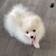 Pomeranian Puppies for sale in 9707 63rd Rd, Flushing, NY 11374, USA. price: $1,800