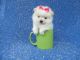 Pomeranian Puppies for sale in Whittier, CA, USA. price: $699