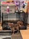 Pomeranian Puppies for sale in Owings Mills, MD, USA. price: $1,400