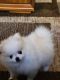 Pomeranian Puppies for sale in Braselton, GA, USA. price: NA