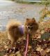 Pomeranian Puppies for sale in Southampton, MA, USA. price: $1,000