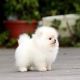 Pomeranian Puppies for sale in Oakland Ave, Piedmont, CA, USA. price: $750