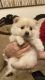 Pomeranian Puppies for sale in 7138 W Tuckey Ln, Glendale, AZ 85303, USA. price: $825