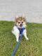 Pomeranian Puppies for sale in Frisco, TX, USA. price: NA