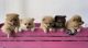 Pomeranian Puppies for sale in Lynwood, CA, USA. price: $1,000