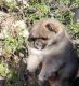 Pomeranian Puppies for sale in Manteca, CA, USA. price: $2,200