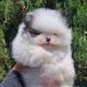 Pomeranian Puppies for sale in Manteca, CA, USA. price: $3,600
