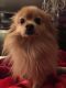 Pomeranian Puppies for sale in Baltimore, MD, USA. price: $600