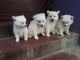 Pomeranian Puppies for sale in Kanyakumari, Tamil Nadu, India. price: 3000 INR