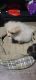 Pomeranian Puppies for sale in Picayune, MS 39466, USA. price: NA
